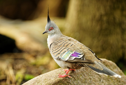 Australsk Topdue (Crested pigeon)
