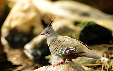 Australsk Topdue (Crested pigeon)