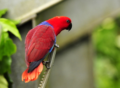 Eclectus Parrot