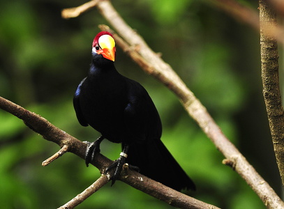 Violturako (Musophaga violacea)