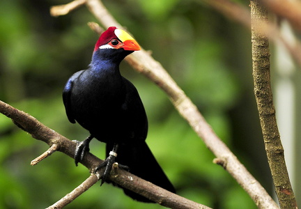 Violturako (Musophaga violacea)