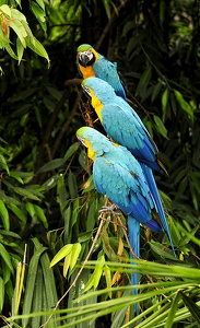 Blue-and-yellow Macaws