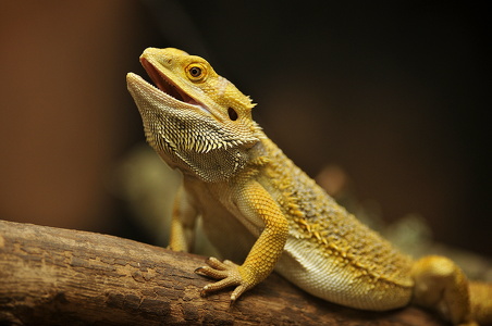 Skægagam (Pogona vitticeps)