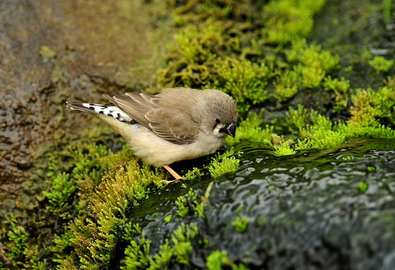 Zebrafink unge (Taeniopygia guttata)