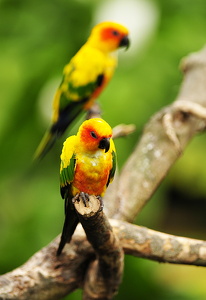 Solparakit (Aratinga solstitialis)
