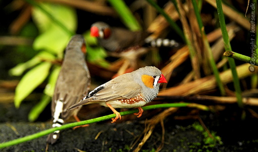 Zebrafink (Taeniopygia guttata)