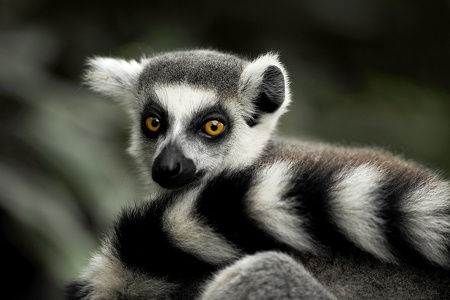 Kattalemur (Lemur catta)
