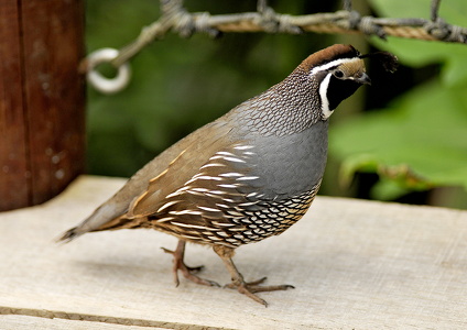 Californisk topvagtel (Callipepla californica)