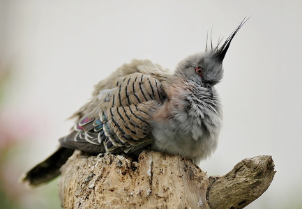 Australsk Topdue (Crested pigeon)
