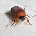 Natoldenborre (Serica brunnea)