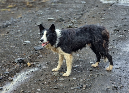 Fårehund