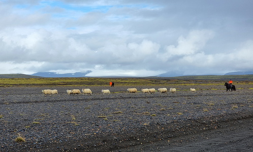 Fårehyrder