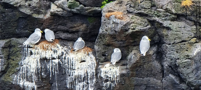 Klippehylder med Hættemåger