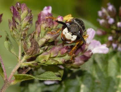 Biulv (Philanthus triangulum)