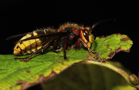 Stor gedehams (Vespa crabro)