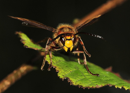 Stor Gedehams (Vespa crabro)