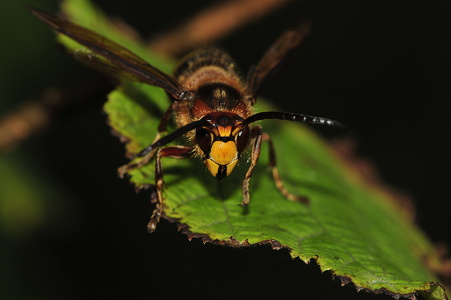 Stor Gedehams (Vespa crabro) 