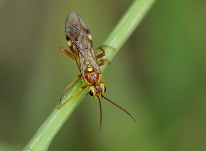 Tenthredopsis nassata 