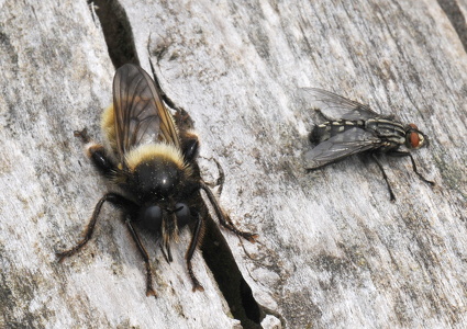 Gul Vedrovflue ( Laphria flava)