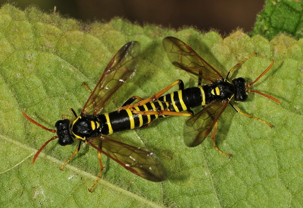 Kongelysbladhveps (Tenthredo scrophulariae) 