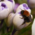 Hushumle (Bombus hypnorum) 