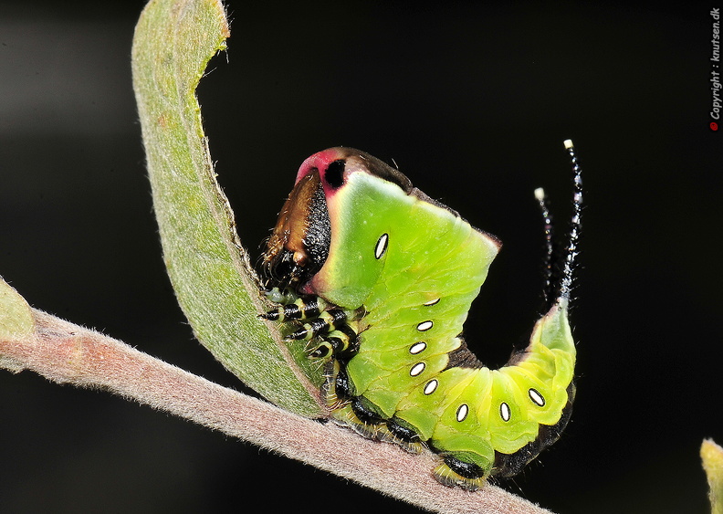 Hermelinskåbe _DSC1284.JPG