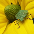 Grøn Bredtæge (Palomena prasina)