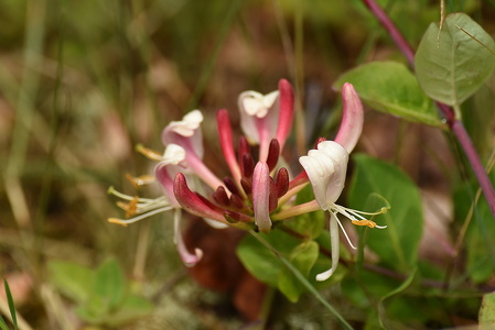 Kaprifolia 