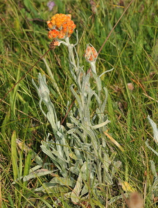 Evighedsblomst 