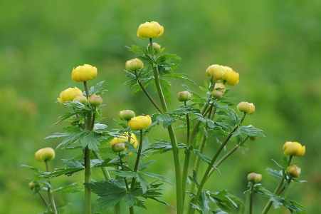 Engblomme