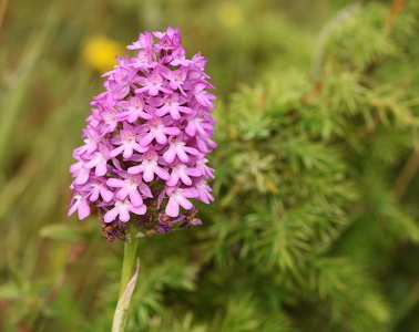 Horndrager (Anacamptis pyramidalis)