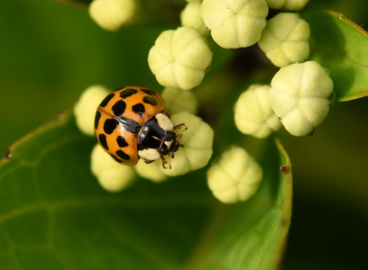 Harlekinmariehøne  (Harmonia axyridis)