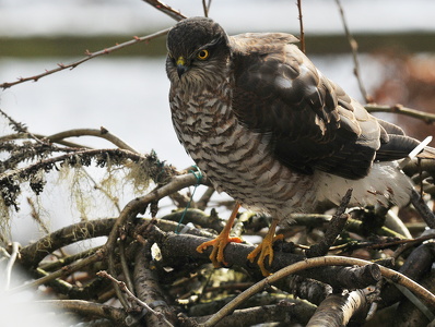 Spurvehøg (Accipiter nisus)