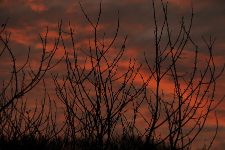 Solnedgang