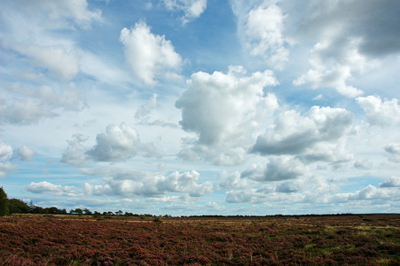 Heden