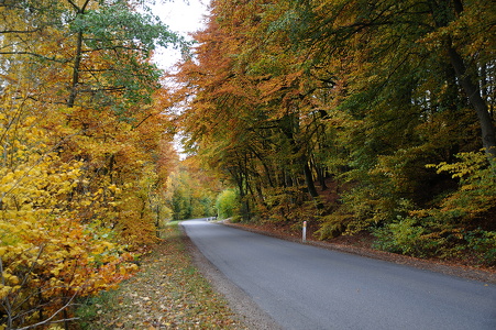 Efterårsskov
