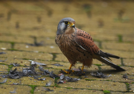 Tårnfalk (Falco tinnunculus)
