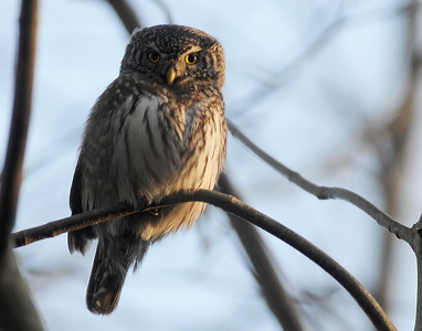 Spurveugle (Glaucidium passerinum)