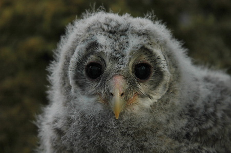 Slagugleunge (Strix uralensis)