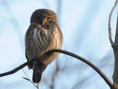 Spurveugle (Glaucidium passerinum)