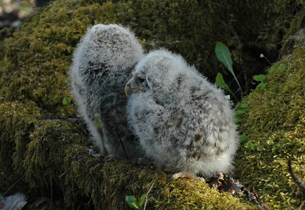 Slagugle unger (Strix uralensis)
