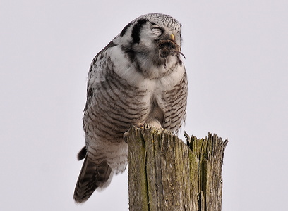 Høgeugle (Surnia ulula)