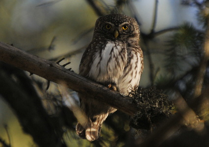 Spurveugle (Glaucidium passerinum)