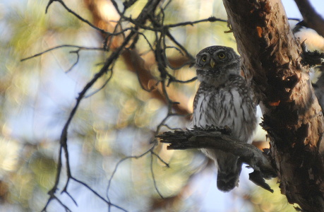 Spurveugle (Glaucidium passerinum)
