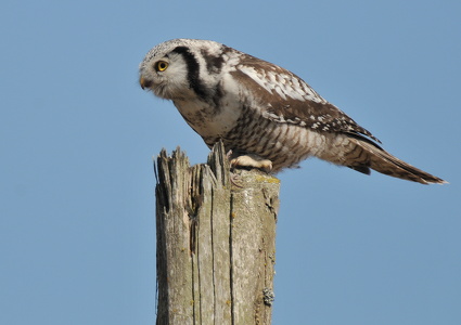 Høgeugle (Surnia ulula)