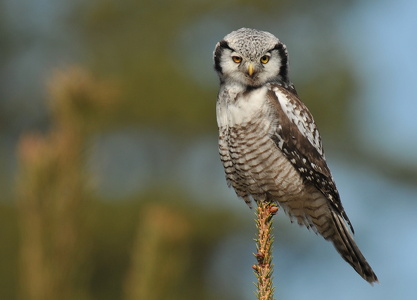 Høgeugle (Surnia ulula)