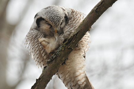 Høgeugle (Surnia ulula)