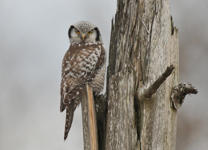 Høgeugle (Surnia ulula) 