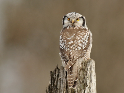 Høgeugle (Surnia ulula)