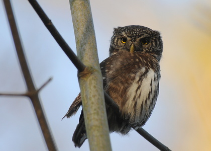 Spurveugle (Glaucidium passerinum)